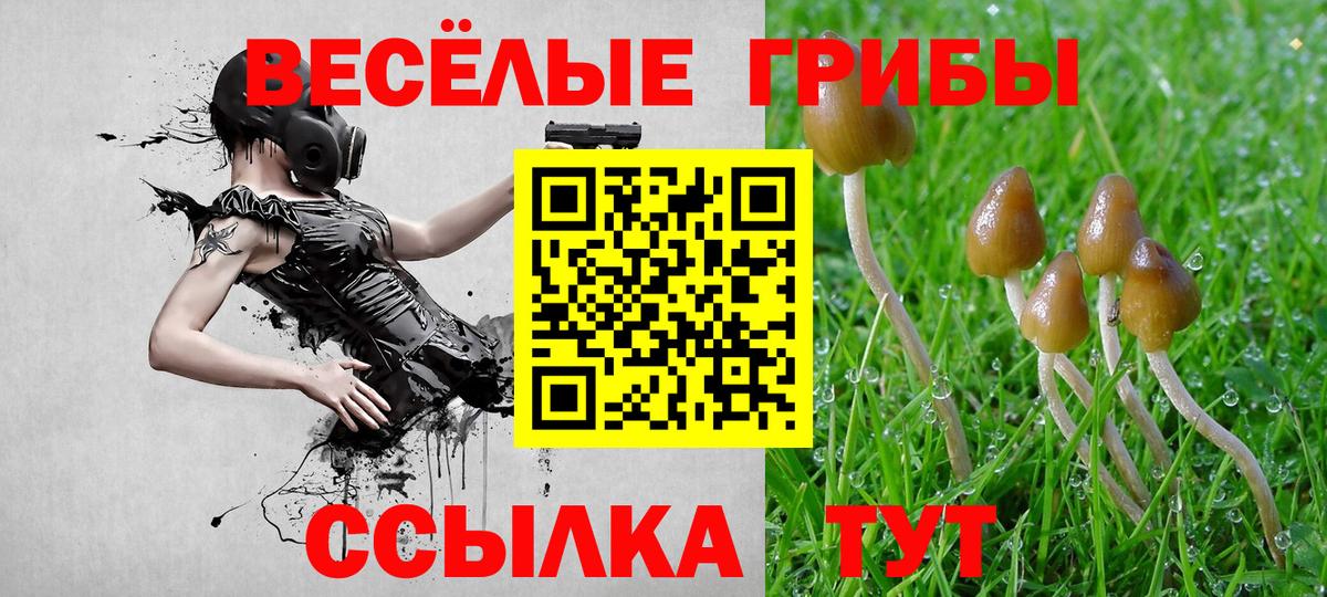 Псилоцибиновые грибы Psilocybine cubensis Псков